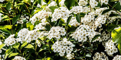 SPIRAEA VANHOUTTEI 1.jpg