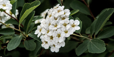 SPIRAEA VANHOUTTEI 2.jpg