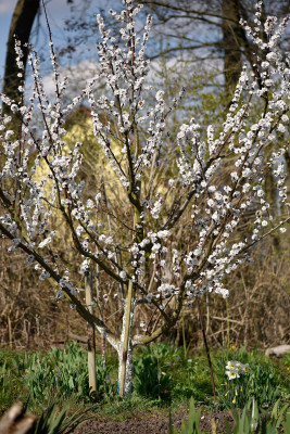 bergeval_ueppige_bluete_2026_crop.jpg