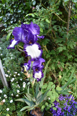 DSC_0984.JPG