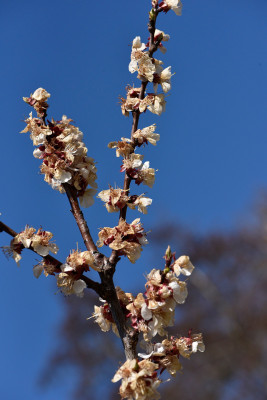 bergeval_frostgebeutelt_2026_crop.jpg