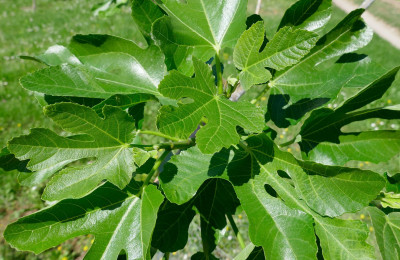 Cessac-Blatt2.jpg