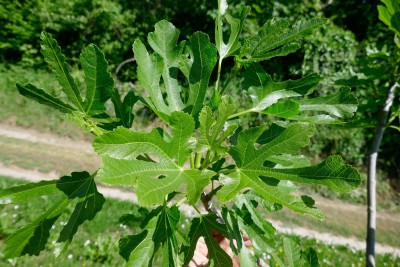Cessac-Blatt.jpg