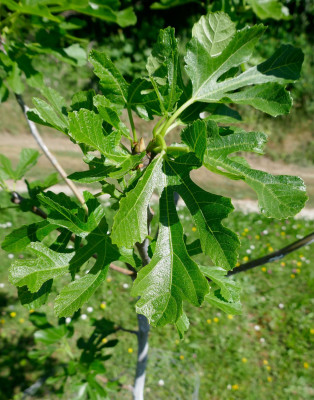 Cessac-Blatt3.jpg