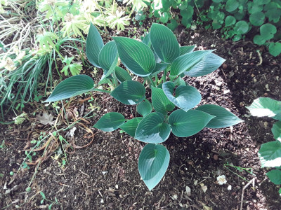 Hosta Halcyon