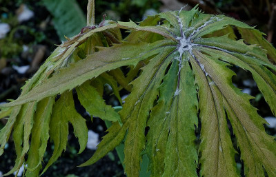 DSC_0016_DxO.jpg