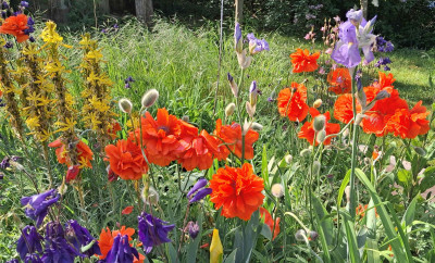 Papaver Olympia