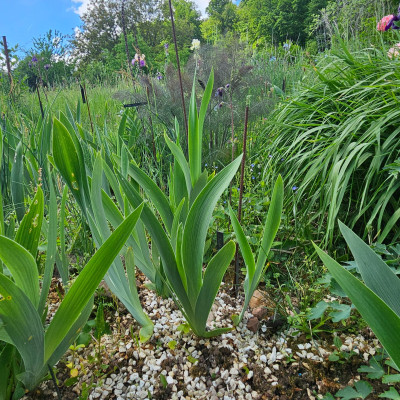 Iris Laub 20260509_154203.jpg