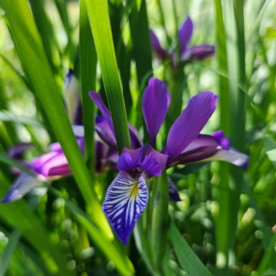 Iris graminea 20260509_152045.jpg