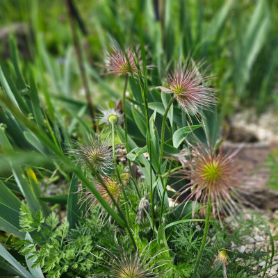 Pulsatilla vulgaris Samenstand 20260509_154409.jpg