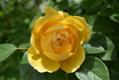 DSC_0989.JPG