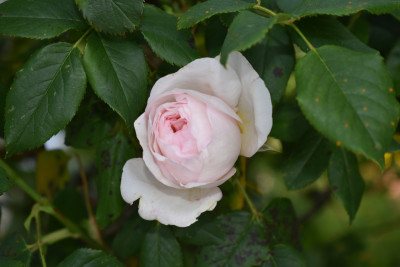 DSC_0990.JPG