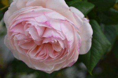 DSC_0991.JPG