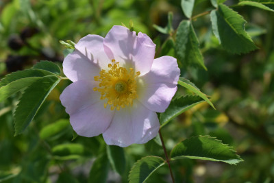 DSC_0988.JPG