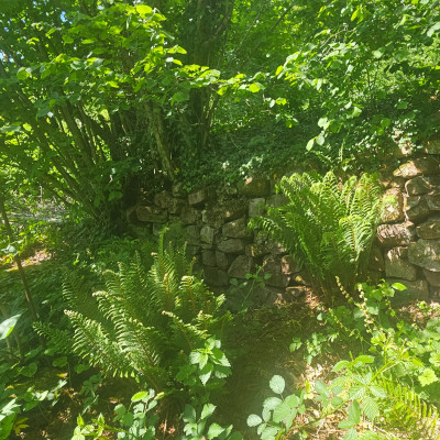 Polystichums 20260509_151714.jpg