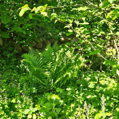 Dryopteris filix-mas 20260509_151834.jpg