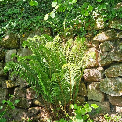 Polystichum Herrenhausen Gaißmayer 20260509_151727.jpg