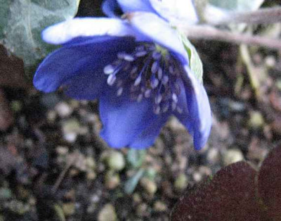 13.1.09._H.t._Blumenstadt_Erfurt_.JPG
