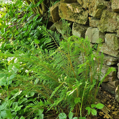 Polystichum Lineare van Driel 20260509_151737.jpg