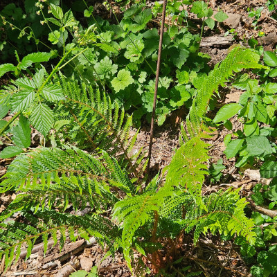 Polystichum Bevis veg van Driel 20260509_151754.jpg