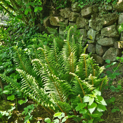 Polystichum Plumosum Densum GdS FfM 20260509_151724.jpg