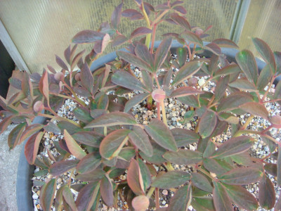 P caucasica Dunkl Bl. 26.JPG