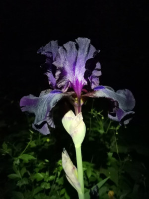 Iris 20260506.jpeg