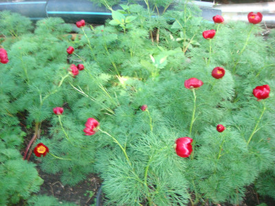 DSC03330.JPG