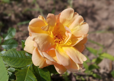 260510_Maigold.jpg