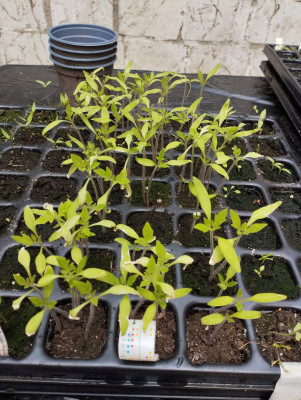 260510_SanMarzano.jpg