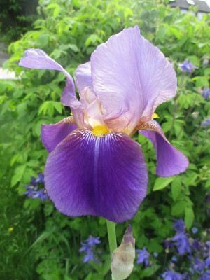 Iris germanica ´Lent A. Williamson`