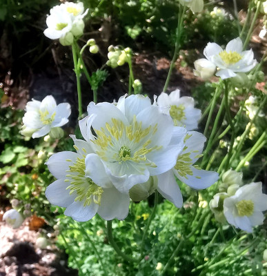 IMG_20260509_170154_Thalictrum tuberosum.jpg
