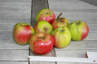 Moinert_Apfel_5.JPG