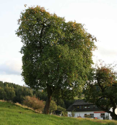 Moinert_Apfelbaum_5.JPG