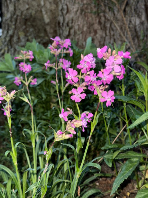 IMG_6808.jpeg
