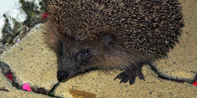 igel.jpg