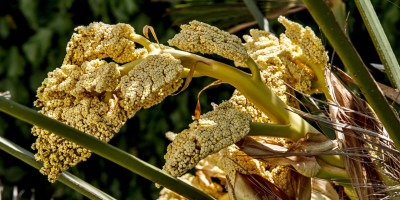 TRACHYCARPUS WAGNERIANUS BLÜHT 2.jpg