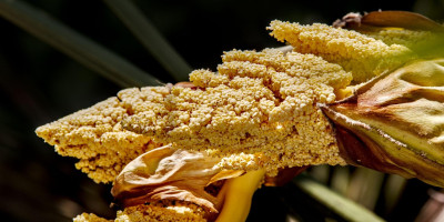 TRACHYCARPUS WAGNERIANUS BLÜHT 3.jpg