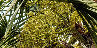 TRACHYCARPUS FORTUNEI BLÜHT.jpg