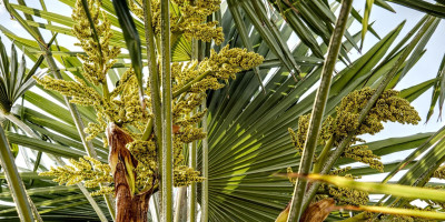 TRACHYCARPUS FORTUNEI BLÜHT 2.jpg