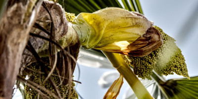 TRACHYCARPUS FORTUNEI BLÜHT 3.jpg