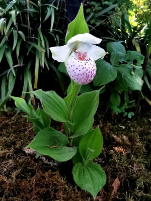 IMG_20240520_155249_Cypripedium Ulla Silkens Absaat.jpg