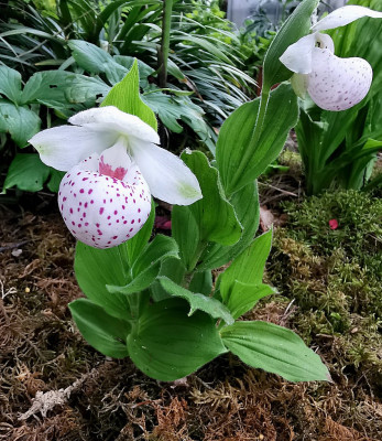 IMG_20240527_120708_Cypripedium Ulla Silkens Absaat.jpg