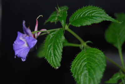 Impatiens_bleu_1._Blute.jpg