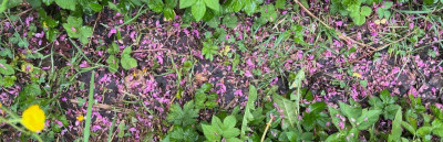 IMG_1305.jpeg