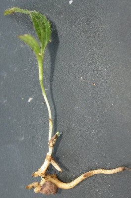 IMG_4192_eCypripedium_Saemling2008.JPG