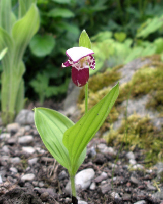 Cypripedium guttatum 07-05-26.JPG