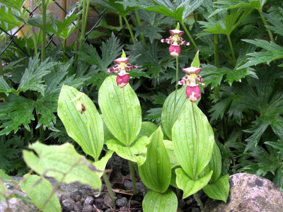 Cypripedium x alskanum 11.05.26.JPG