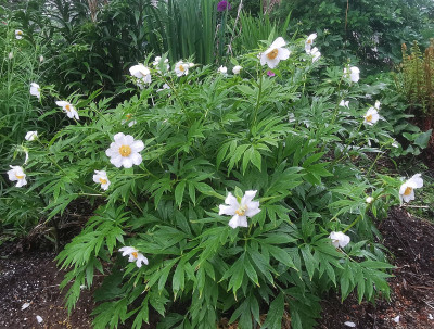 IMG_20260511_171744_Paeonia emodi Hybride 'Windflower'.jpg