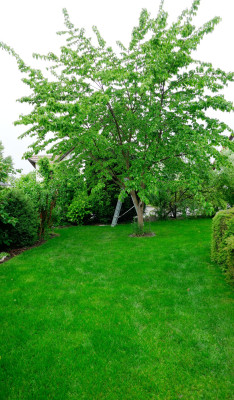 grüner-rasen.jpg